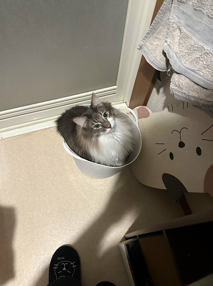 出所：@NEKOLAND13