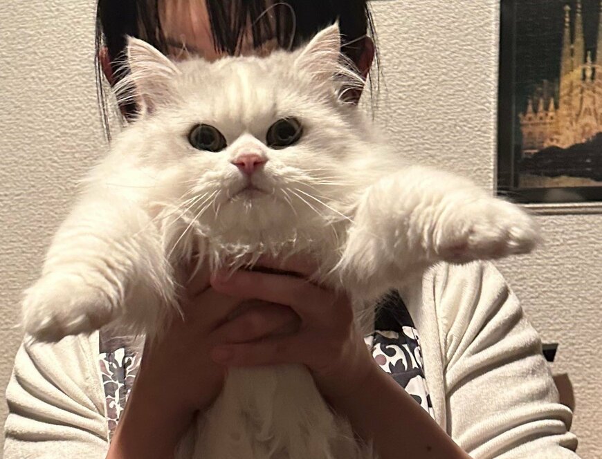 出所：@NEKOLAND13