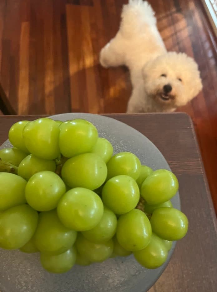 出所：@papoter_dog