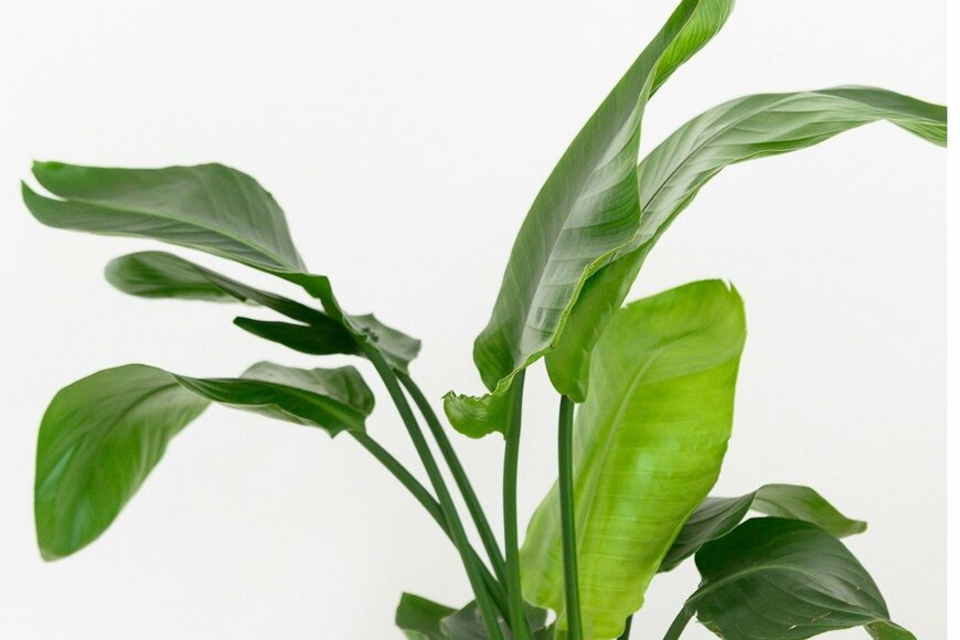 Denis Kalinichenko/istockphoto.com