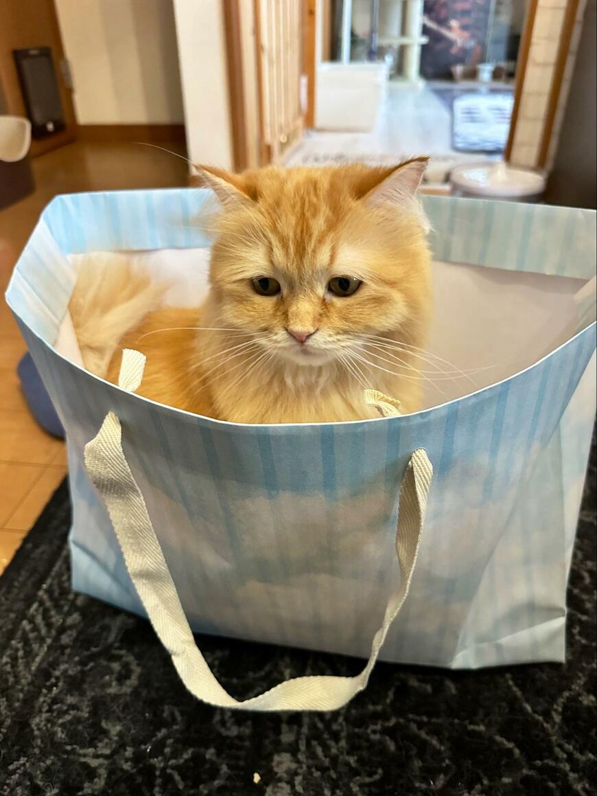 「それ、捨て…」袋を捨てられると察知した猫さん　まさかの顔芸がかわいい