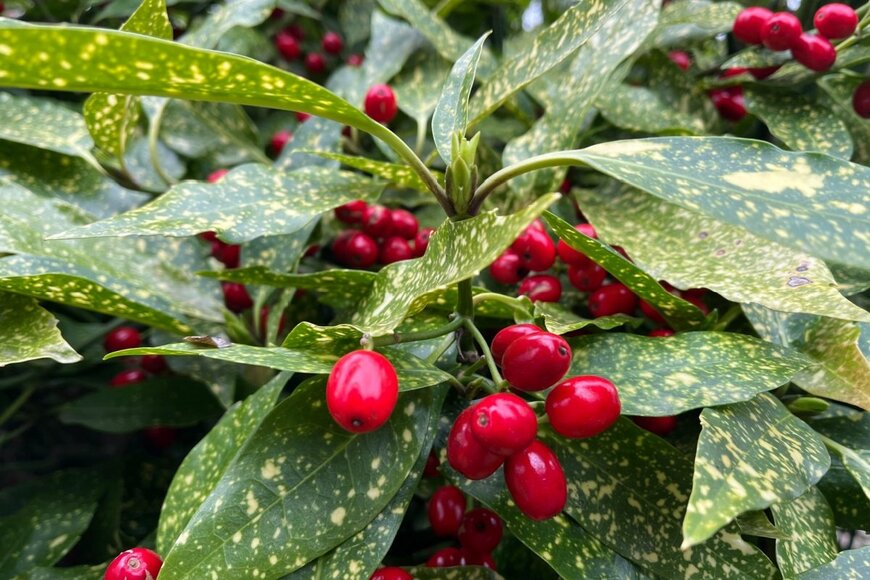 Jason Britton/shutterstock.com