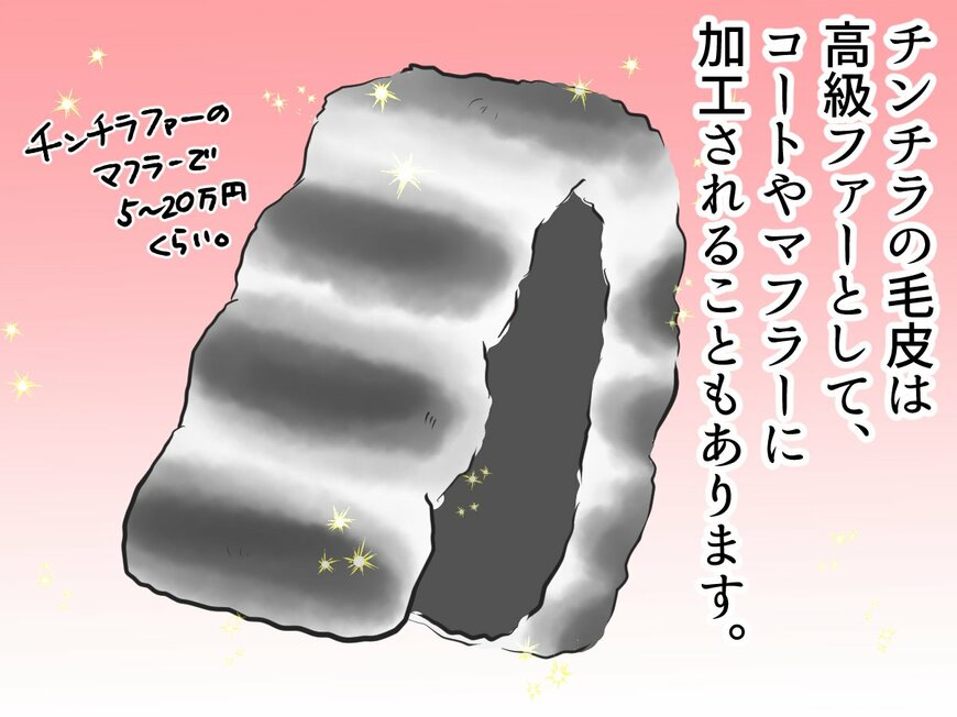 「チンチラ」は自分の価値に気づいていない！？あのモフモフには、こんなヒミツが！【チンチライフ7話】