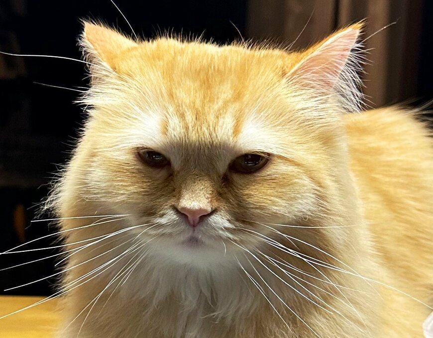 出所：@NEKOLAND13