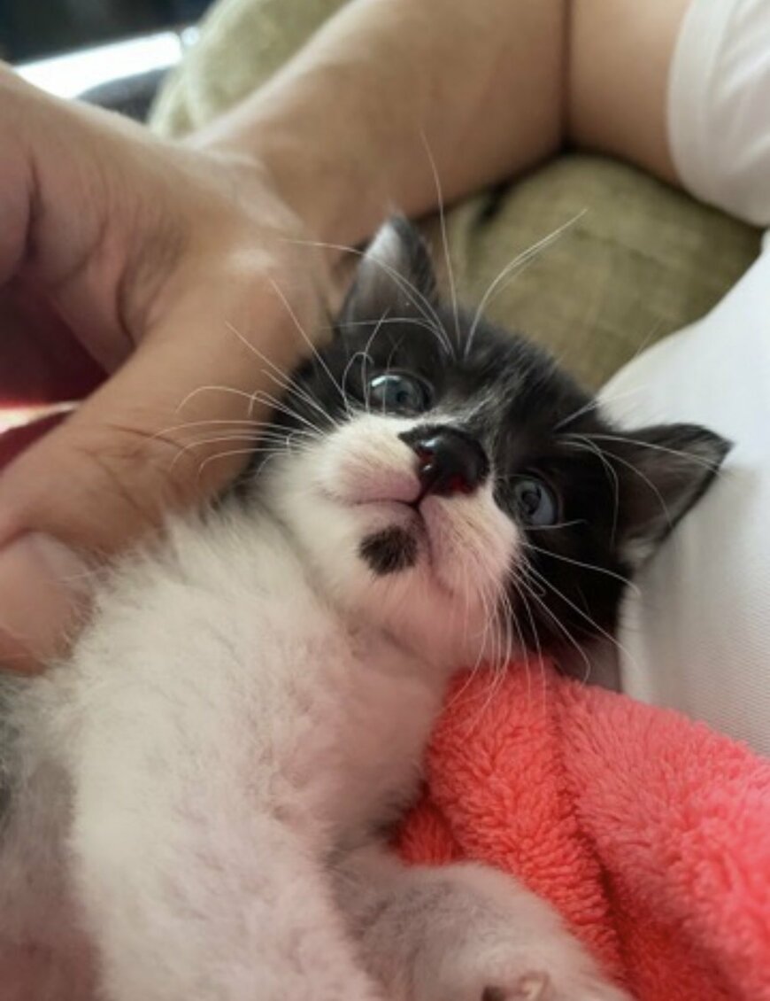 抱っこされている子猫