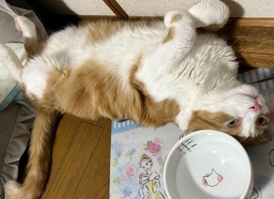 「朝ごはんっ！」