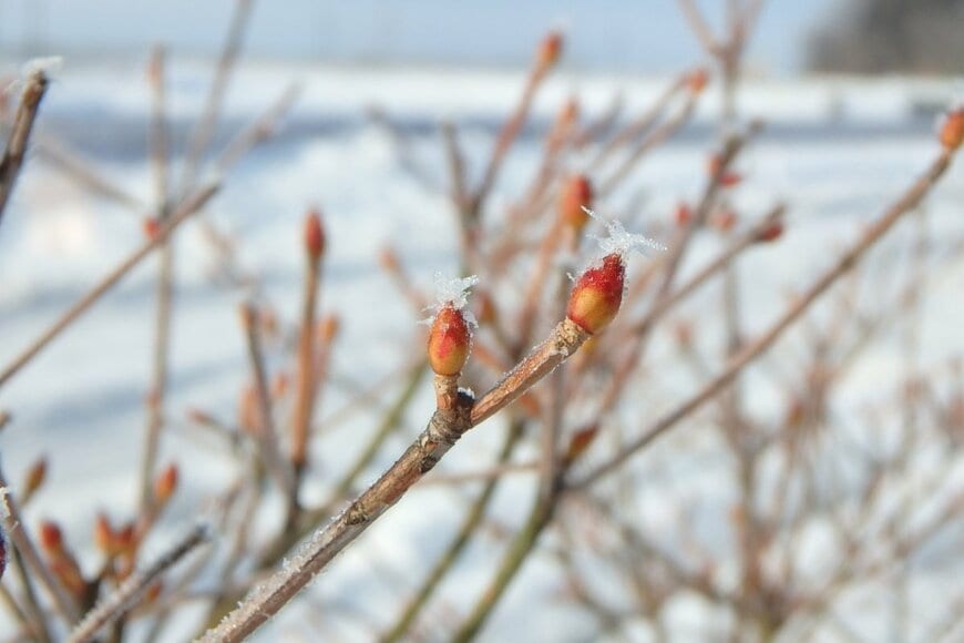 赤みを帯びた冬芽が美しいドウダンツツジ