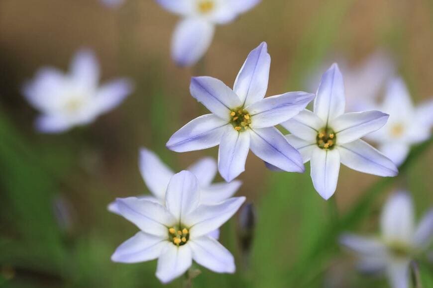 淡い紫色のハナニラの花