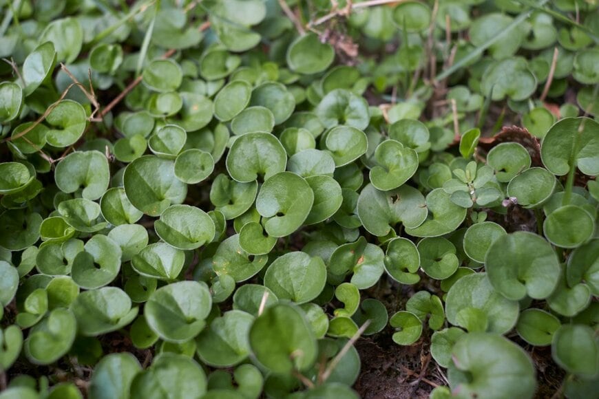 地面に広がって生えているディコンドラ