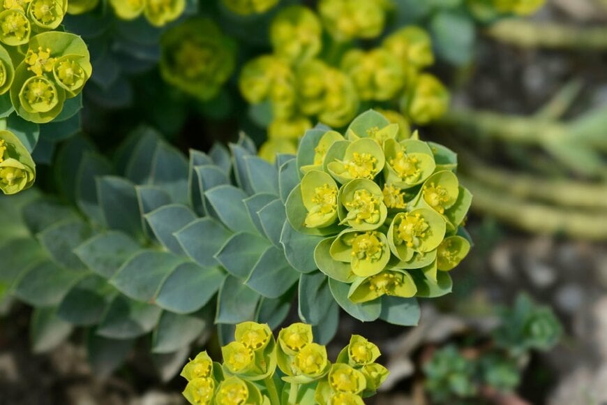 ライムグリーンのユーフォルビアの花