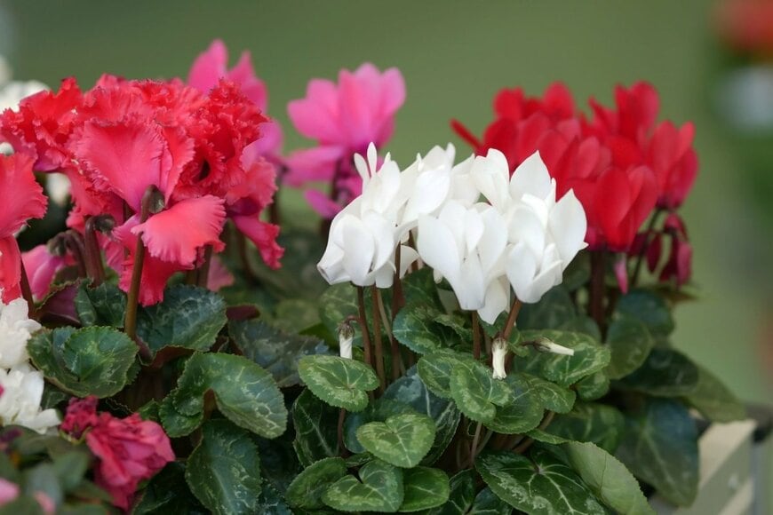 赤・白・ピンクの花が満開のガーデンシクラメン。葉には斑が入っている