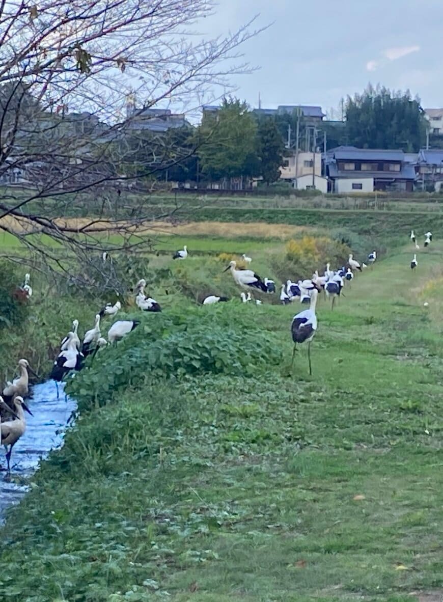コウノドリの集団にびっくり!