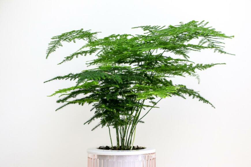 繊細な葉がふんわりと広がる姿が優雅なアスパラガス