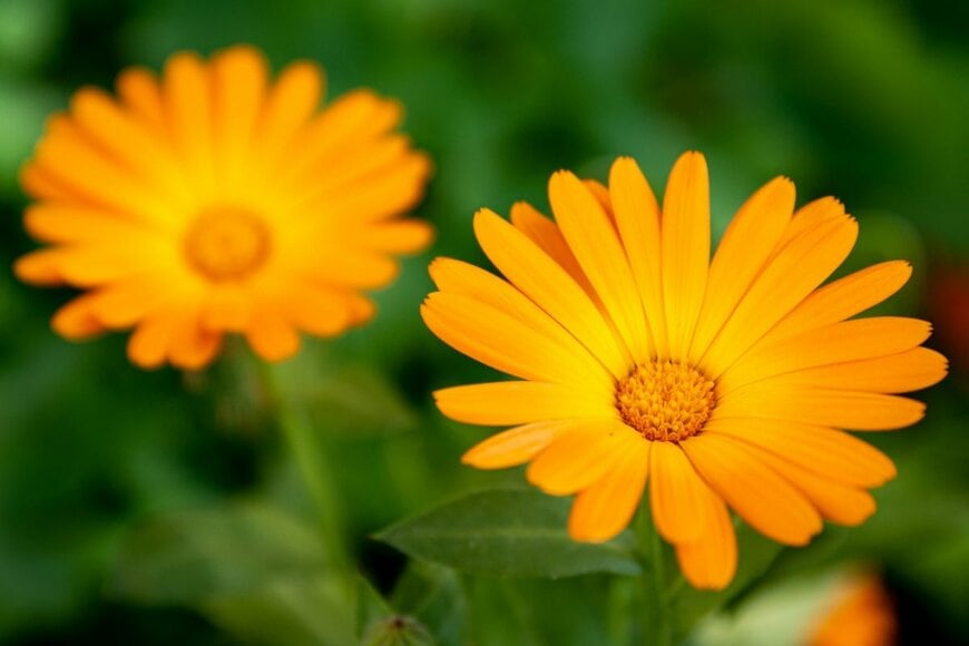 オレンジ色の花を咲かせている、カレンデュラ