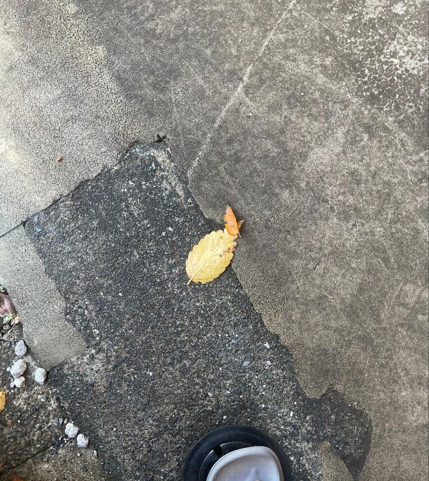 エビの天ぷらに見える葉っぱ