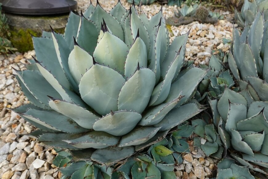 青白い葉の縁に赤茶色のトゲがあるアガベ ・パリー