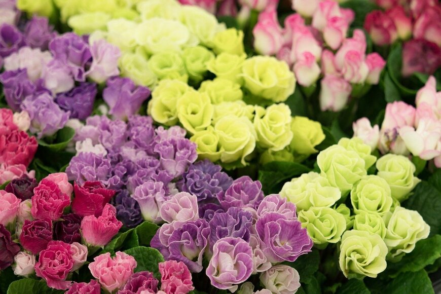 バラ咲きのプリムラジュリアン