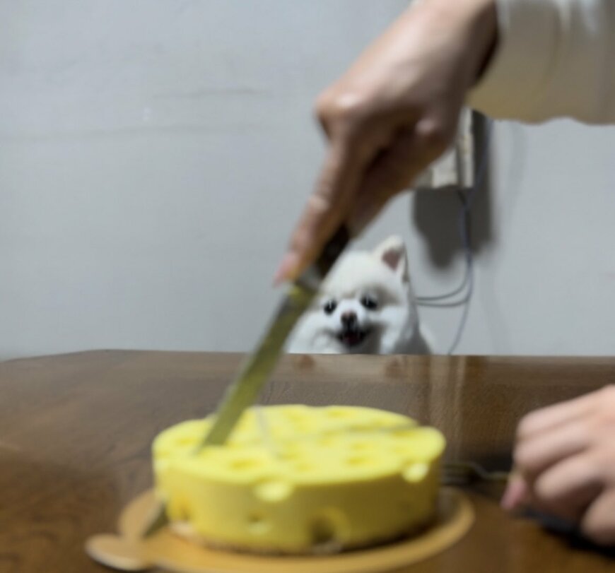 ケーキと犬