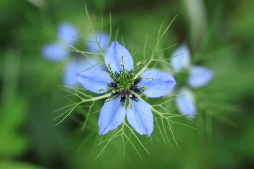 青紫の花を咲かせているニゲラ