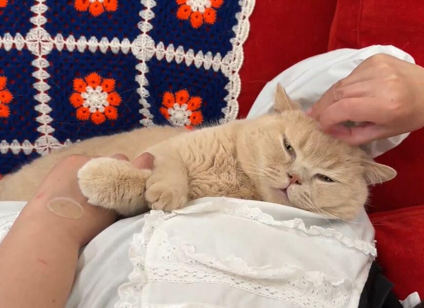 優しい猫