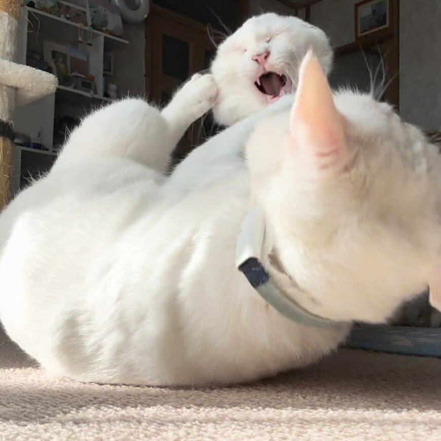 目を閉じて戦う猫