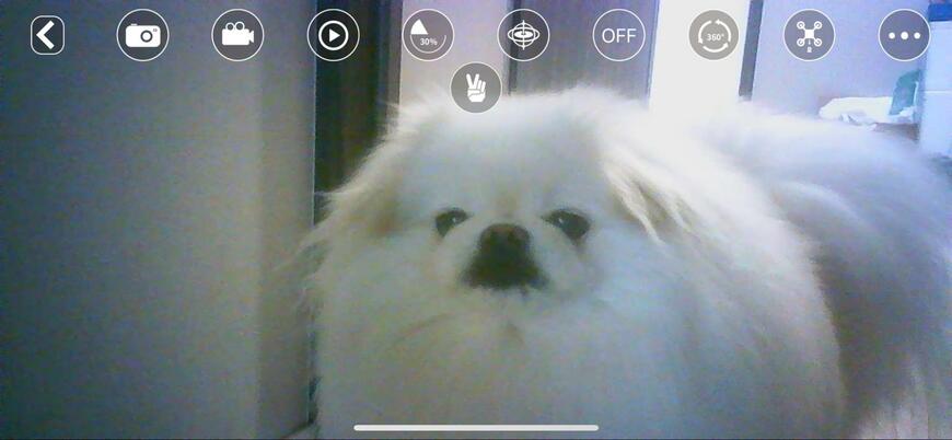 ドローンに映った犬の表情