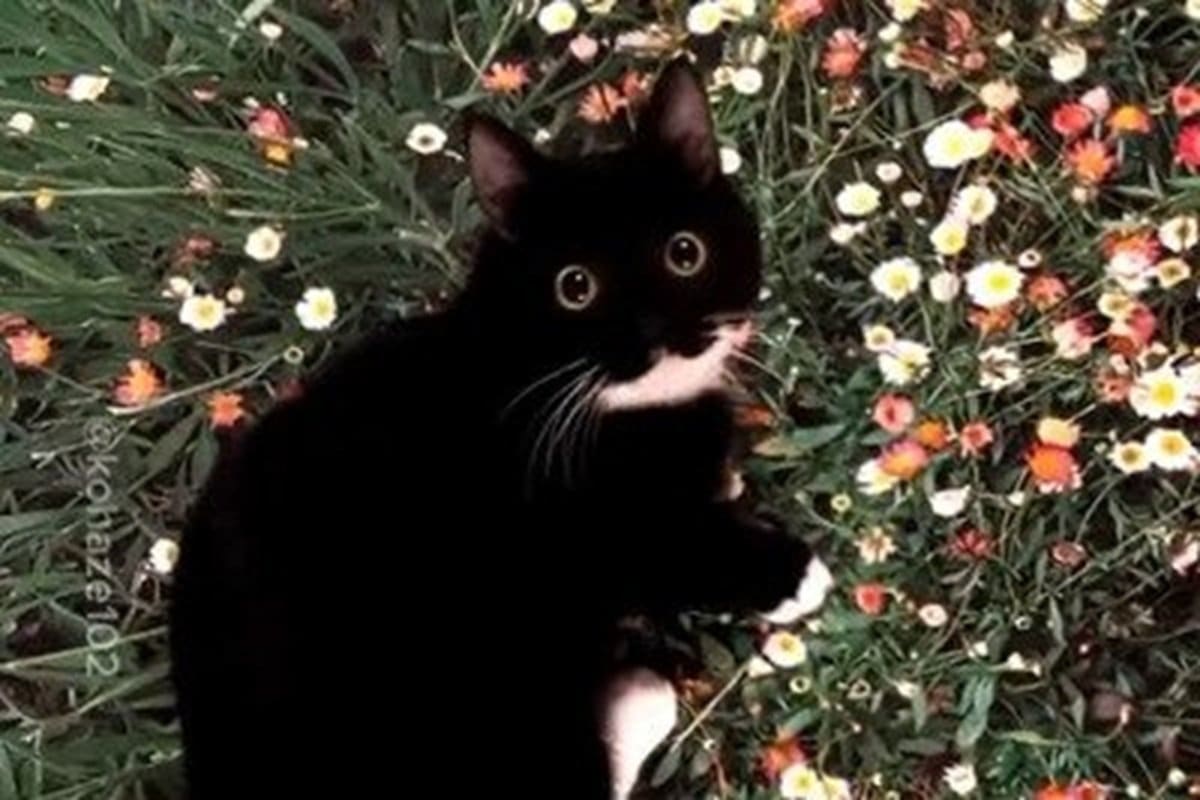 5万8000いいね】お花畑で遊ぶ黒猫ちゃん→幻想的な光景に思わず目を