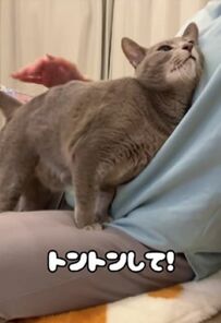 【発見】飼い主さんの腕がムキムキになっちゃうほど！トントンが好き過ぎる猫ちゃんがかわいい