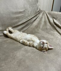 直線すぎる子猫　3年後の成長ぶりにホッコリ「マロニーが鍋で丸くなった」