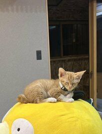 ぬいぐるみの上で眠る子猫ちゃんの半年後　ぬいぐるみの潰れ具合が成長を物語る　投稿には3.3万いいね