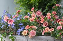 【ガーデニング】開花が長い＆コスパよし！いま植えて秋まで楽しめる多年草・一年草7選