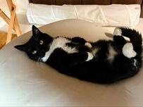 【リラックス姿がキュートな猫さん】夏の暑さに思わずごろん…くつろぐ姿が可愛すぎる！