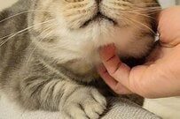動物病院を頑張った猫ちゃん　おうちで安心しきる姿に和む