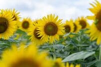 山梨県で撮影された「ひまわり畑」の写真　大量のひまわりに圧倒される「すごっ！圧巻です」