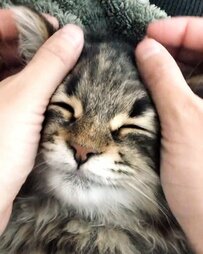 「これほど幸せに眠りにつく子が他にいるだろうか？」落ちていく猫さん、眺めていると幸せになると話題