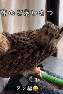 【たまには言ってみるか】頑張って飼い主さんに挨拶するフクロウ…SNSでは「ほほ～う大好き」と大反響