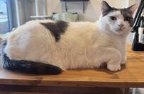 あえて出す「おてて」絵に描いたように前足を曲げる猫ちゃんの「立膝姿」に思わず二度見！