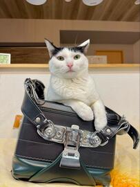 「おいしそうすぎる」ランドセルに乗る猫　猫好き達が思わず悶絶した理由に納得！