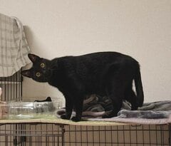 「暑くない？」透明ボウルにすっぽり収まる黒猫ちゃんの涼しげな表情が愛らしい