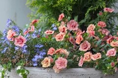 【寄せ植えガーデニング】カリブラコアの寄せ植え「いっしょに植えたい植物3選」