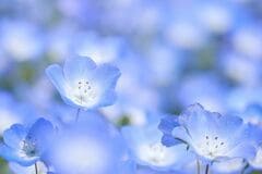 今が植えどき！育てやすい春の定番花【ネモフィラ】個性豊かな4品種＆春本番に満開にする育て方