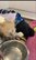 「愛が命を救う」生後6か月で視力を失った子犬、手術からわずか2週間で見せた笑顔に反響