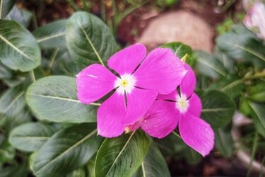 ガーデニング】夏の定番花ニチニチソウ〈寄せ植え3例〉でこんもり