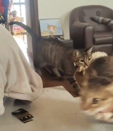 2匹が追いかけっこする様子はなんだかコミカル！