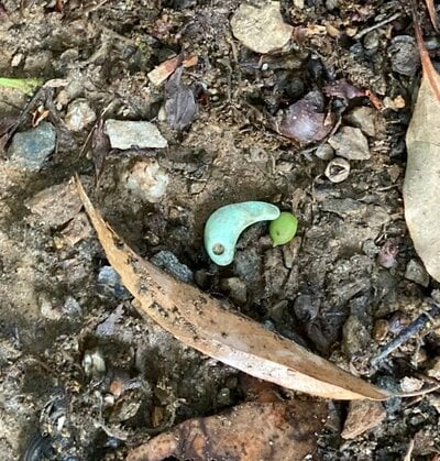 見つけたのは、本物の勾玉！