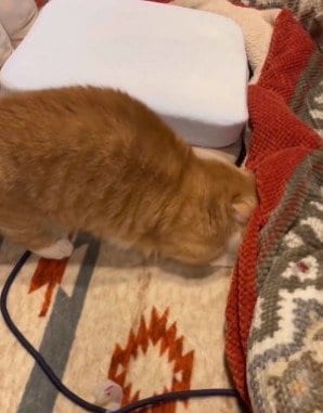 頭を回転させてこたつへ「侵入」