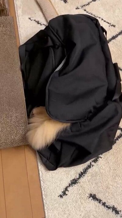 バッグの口からのぞくふわふわのもの