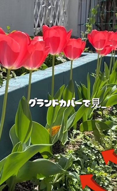 投稿動画のワンシーン