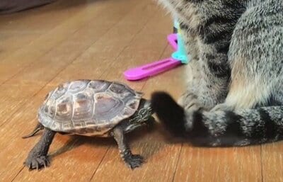 小雪ちゃんの尻尾が軍曹くんにペシ