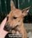海外旅行中に出会った「痩せこけた野良犬」を置いていけず保護。多くの支援で繋がれた幸せに心を動かされる